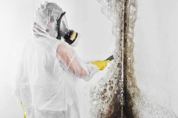 Mold Testing and Removal in East Dublin, GA