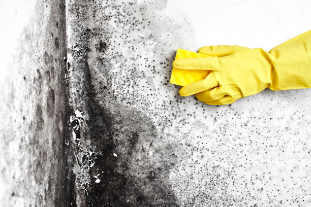 Best Attic Mold Removal  in East Dublin, GA
