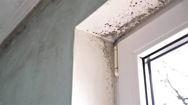 Best Fast Mold Removal  in East Dublin, GA