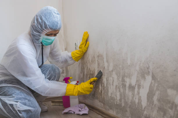 East Dublin, GA Mold Removal Company