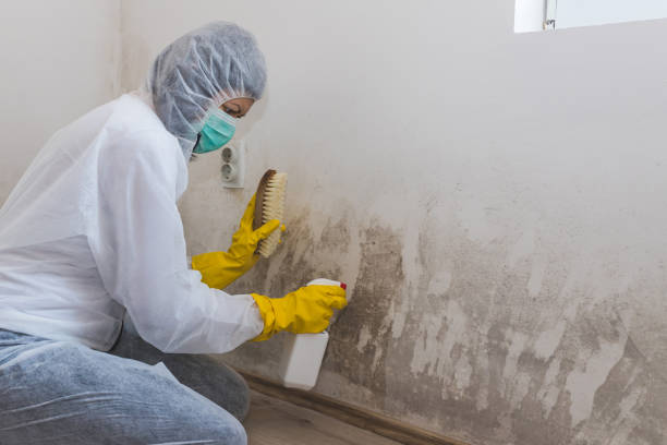 Best Mold Cleaning Services  in East Dublin, GA