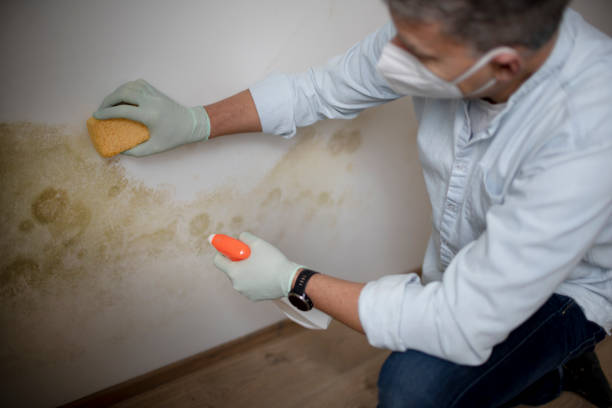 Best Toxic Mold Removal  in East Dublin, GA