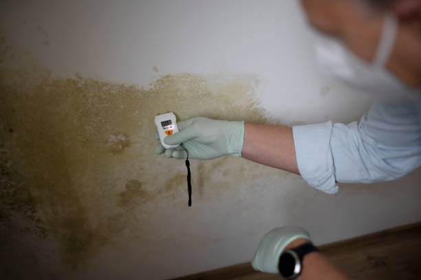 Best Affordable Mold Removal  in East Dublin, GA