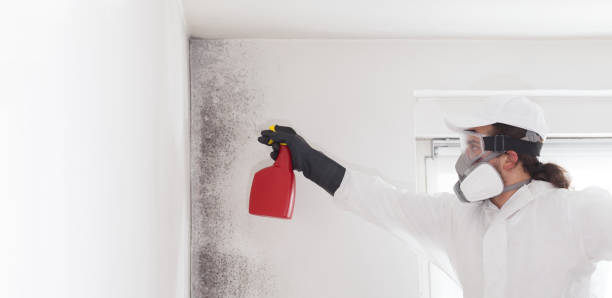 Best Home Mold Removal  in East Dublin, GA