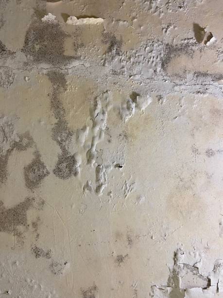 Best Mold Remediation  in East Dublin, GA