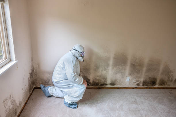 Best Mold Removal and Inspection  in East Dublin, GA