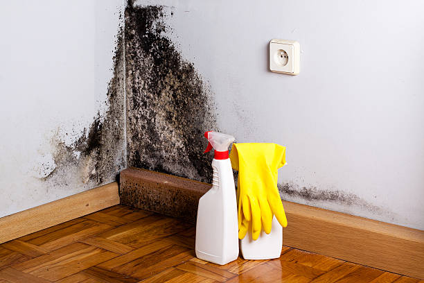 Best Mold Testing  in East Dublin, GA