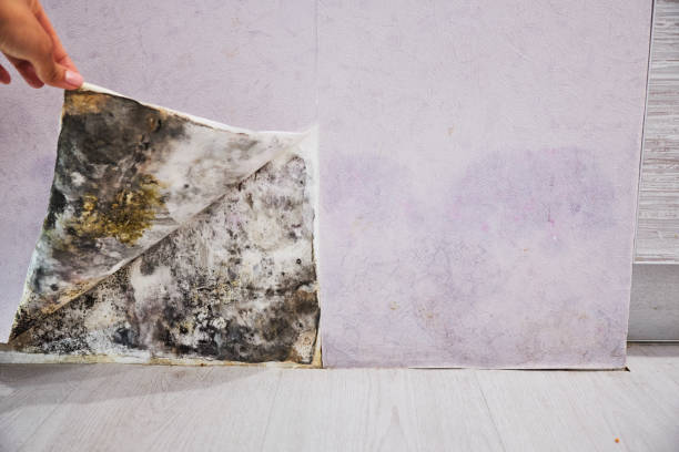 Best Affordable Mold Removal  in East Dublin, GA